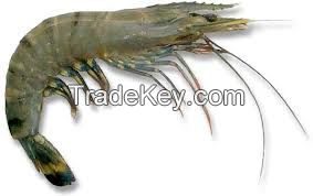 Semi IQF Black Tiger Shrimps (Head-on/ Shell-on)