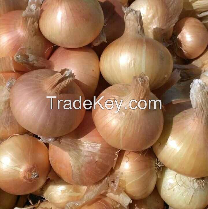 Gold onion