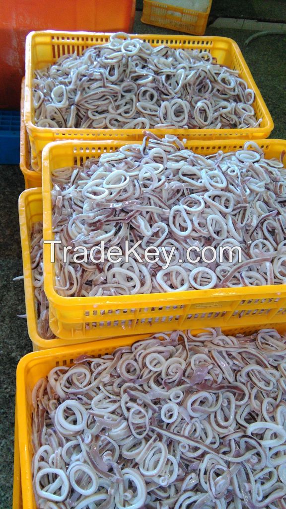 frozen squid rings