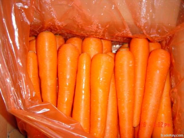 FRESH CARROT