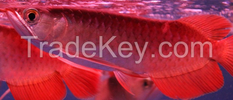 AROWANA FISH