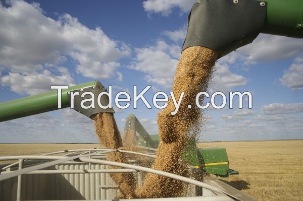 Soybean Meal