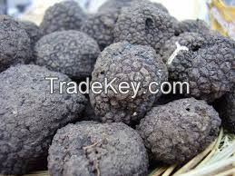 Black Truffle