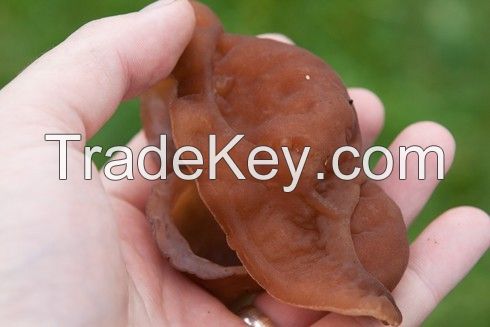 Jew's Ear/Jelly Ear/Black fungus (Auricularia auricula-judae) from vietnam