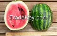 CRIMSON TIDE Water Melons