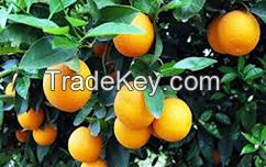 Washington Navel (Merlin) Oranges