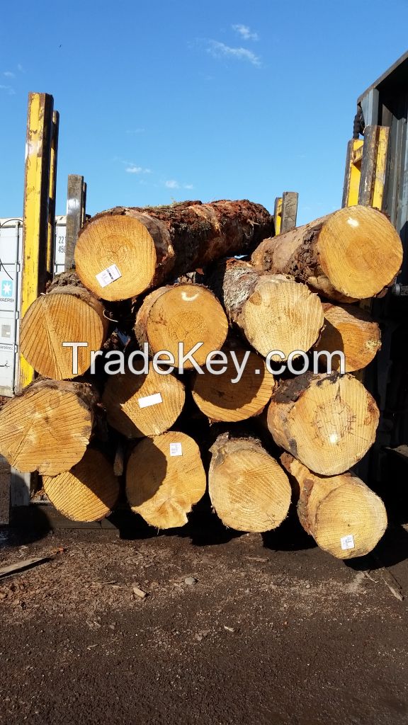 Australian Radiata Pine Timber Logs