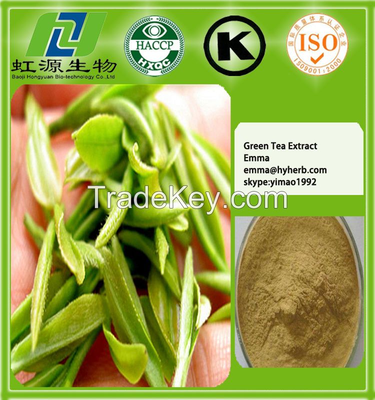 green tea extract tea polyphenol 90% 95% 98% green tea powder