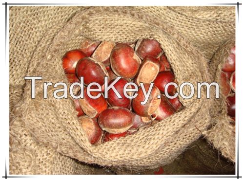 Fresh Organic Chinese chestnuts for Sale