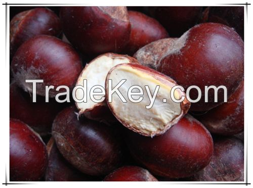 Wholesale Big Size Fresh Roasted Chestnut in shell