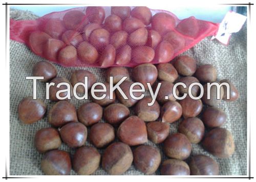 Fresh Organic Chinese chestnuts for Sale