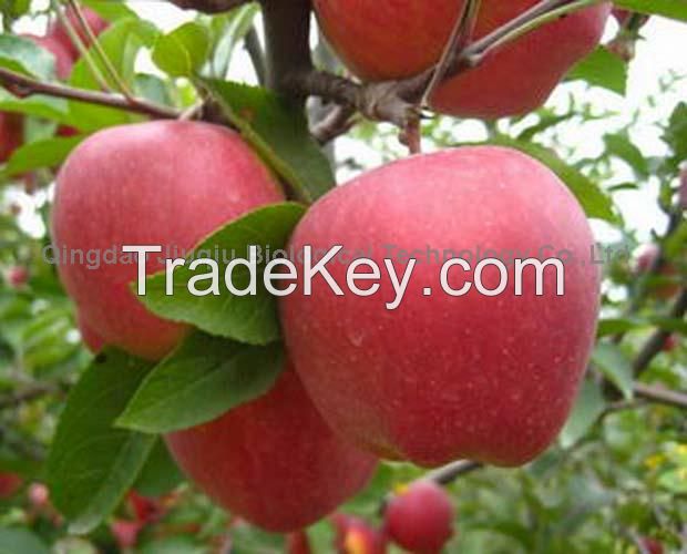 Red Star Apple