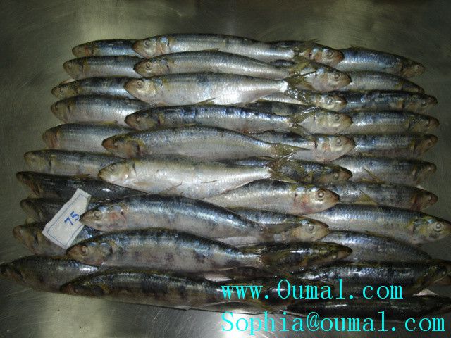 Frozen Sardine / Frozen Fish