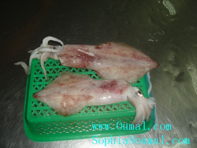Loligo Squid