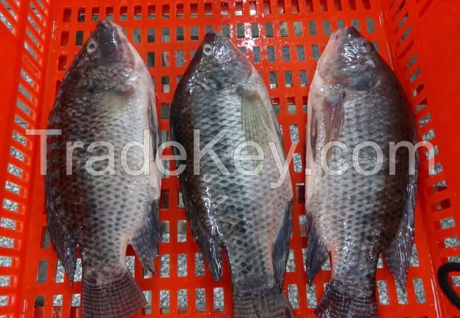 tilapia/tilapia mossambique