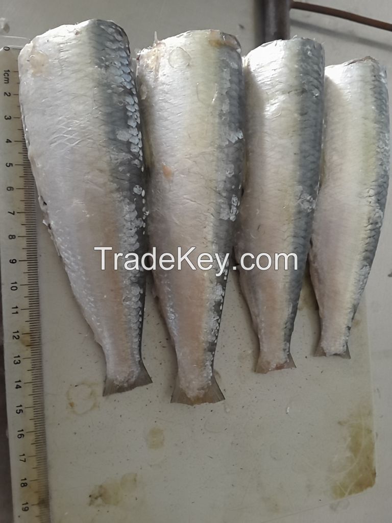 sardine HGT