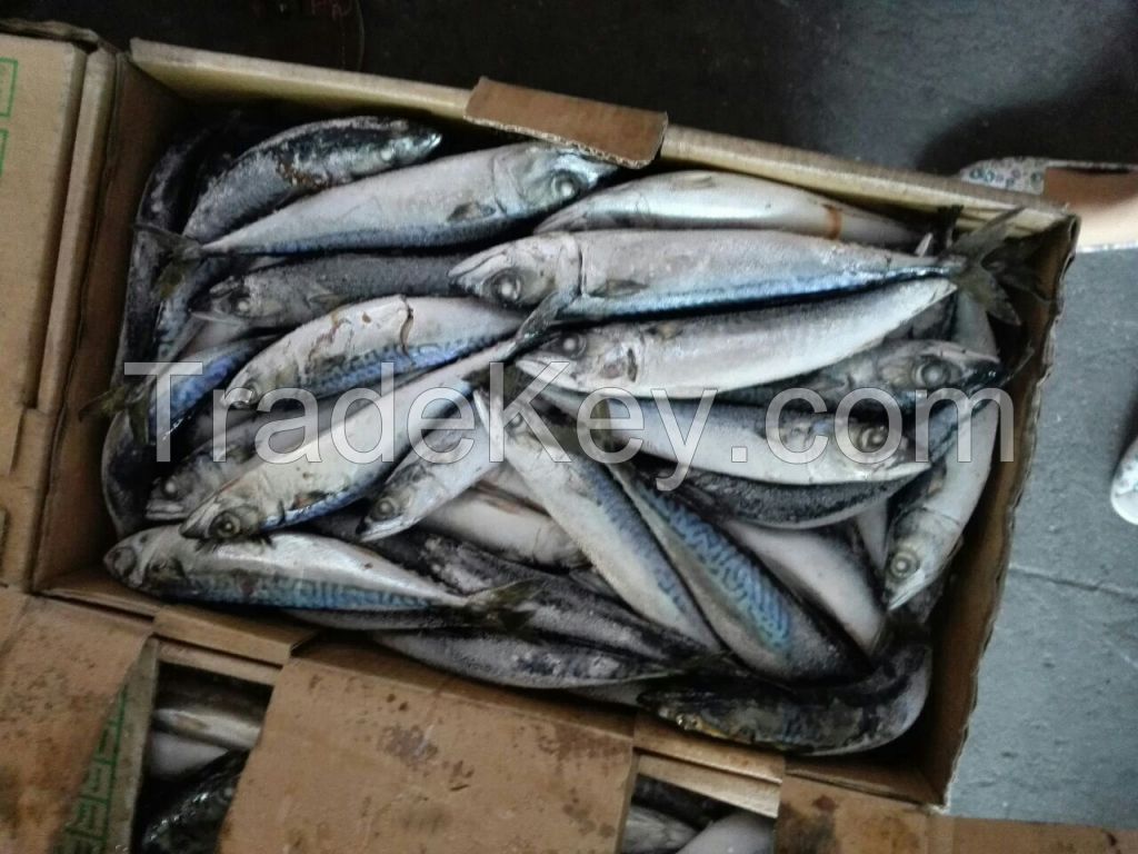 seafrozen mackerel