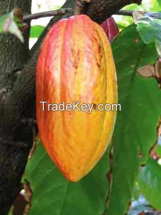 cocoa beans