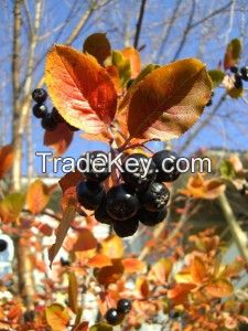 Aronia Melanocarpa