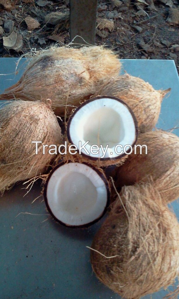 Fresh Mature Coconut