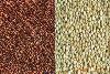 sorghum