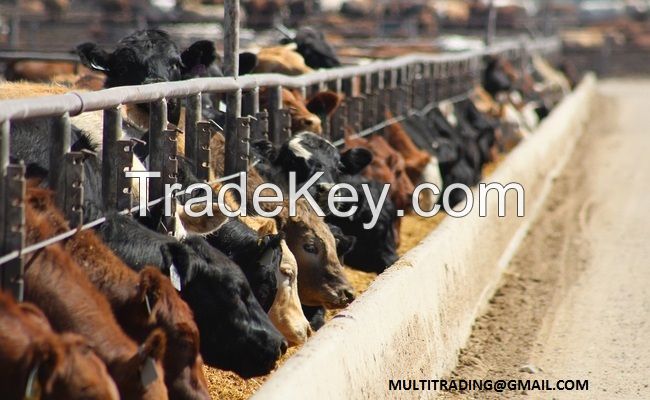 LIVESTOCK