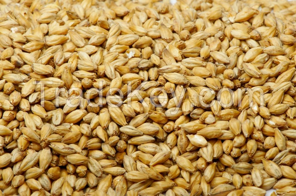 Barley