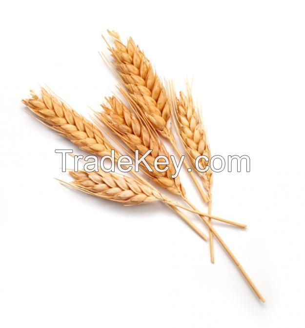 Wheat