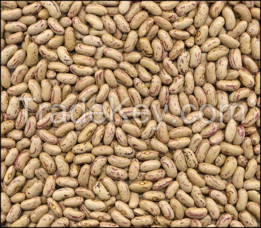 Light Speckled beans long Type kidney beans.