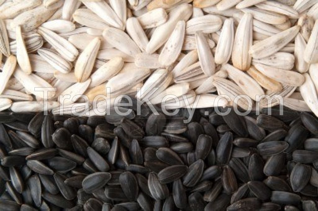 White Sunflower Seeds Round Shape.