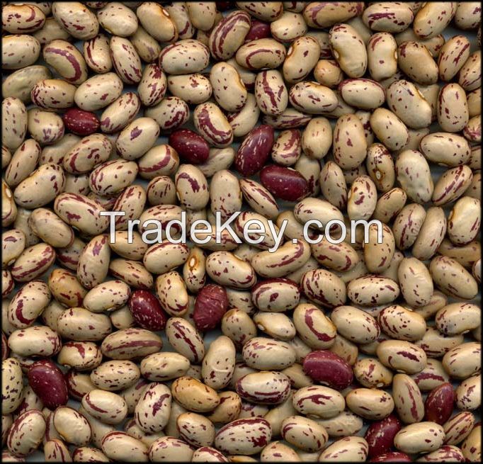 Light speckled kidney Beans(American Type).
