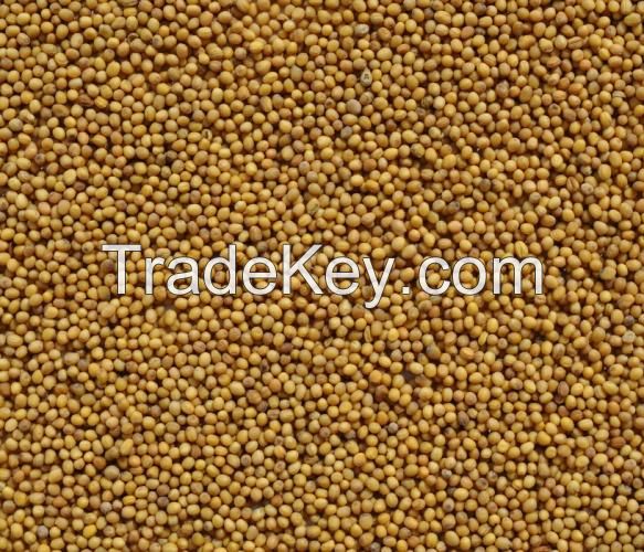 Mustard seeds