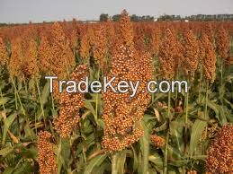 USA Grown Sorghum