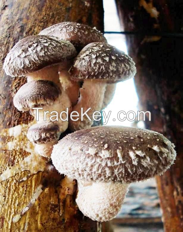 Organic Fresh Shiitake Mushrooms