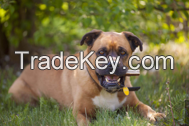 Antler Dog Chews