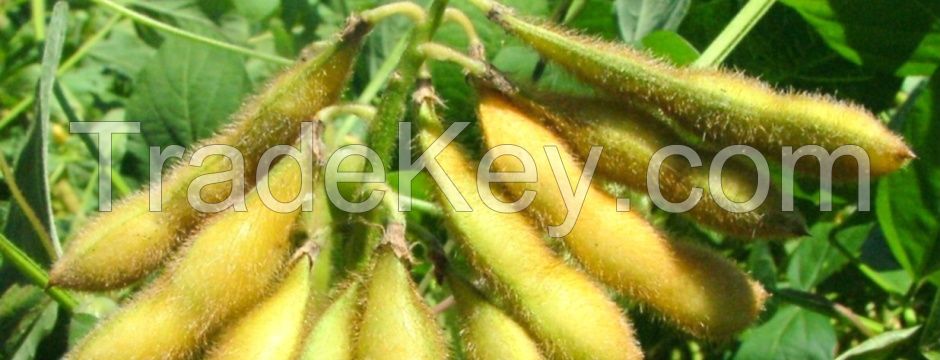 soybean GMO #2