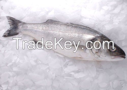 FROZEN SEA BASS FISH