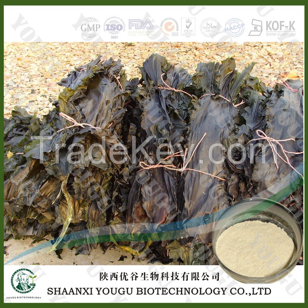 top quality fucoidan extract/kelp extract fucoidan 85%GC, 95%GC /fucoidan powder
