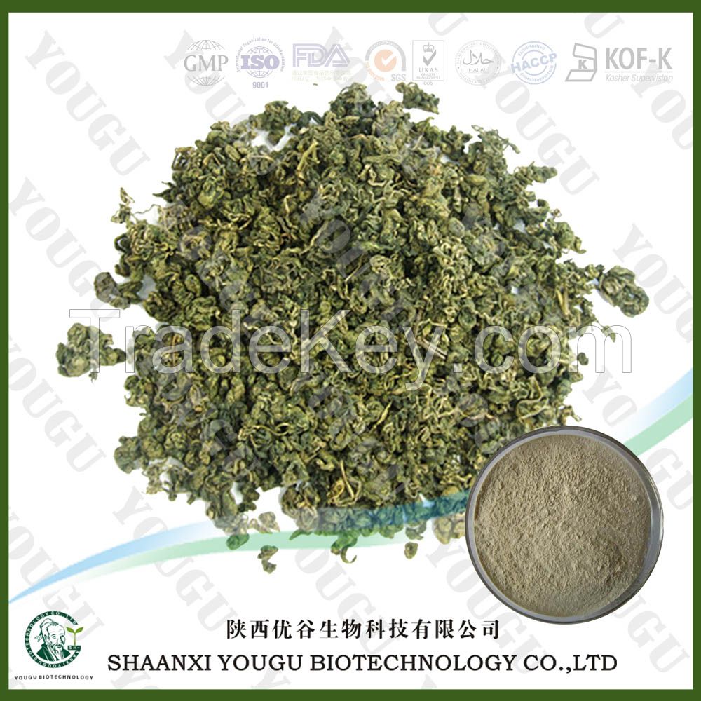 Natural 20%-98% Gypenoside UV Gynostemma Pentaphyllum Extract, Gynostemma P.E., Gynostemma extract p