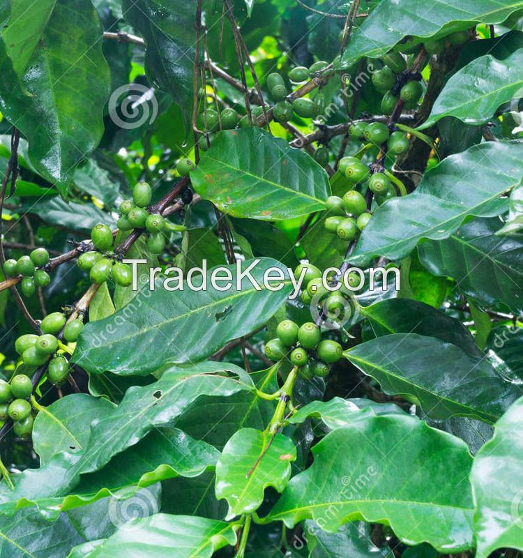 Green Coffee Bean Extract.Free Sample Green Coffee Bean Extract Powder.Green Coffee Extract