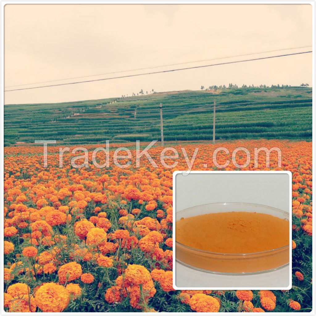 Xanthophylls Powder