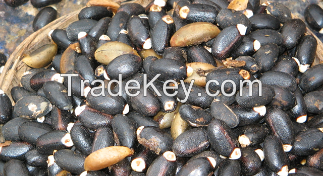 JATROPHA SEED