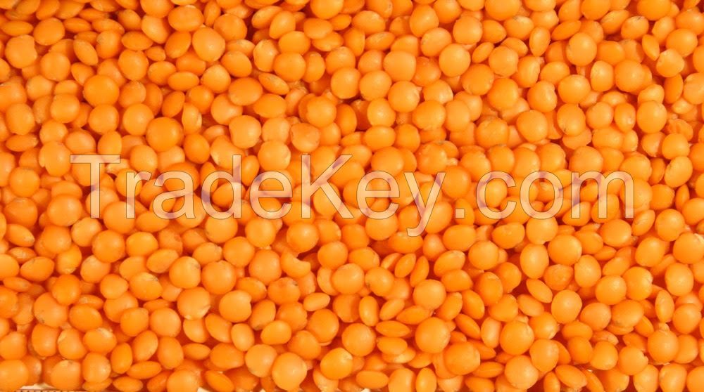  Green, Red and brown Lentils yellow lentils grade A for sale 