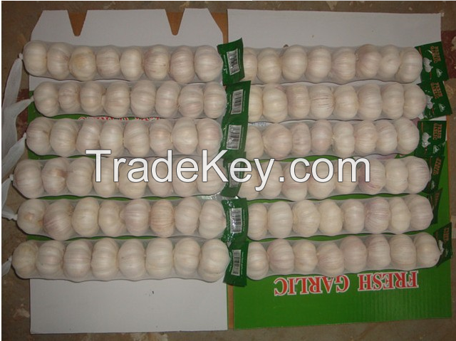 Best Quality 2015 Fresh Garlic now available in stock and huge quantity