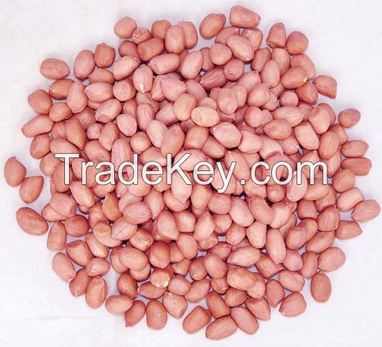  Raw Peanuts in Shell 9-11,11-13 Specification from USA AND AFRICA 