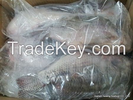  Best Quality Frozen Tilapia Whole Round Wholesale Price 500-800g Fresh Fish 