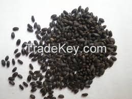 Basil Seed