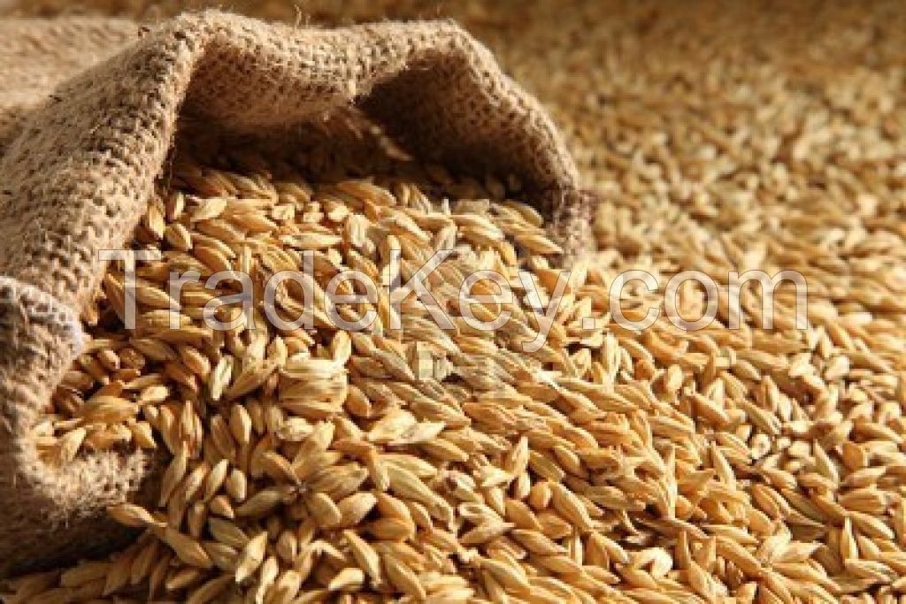 BARLEY SEEDS