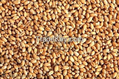 BARLEY SEEDS