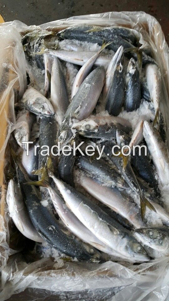 pacific mackerel